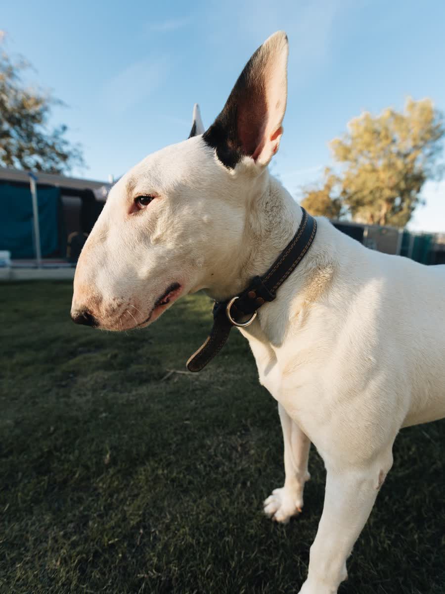Bull terrier standing in a grass yard under an open blue sky
